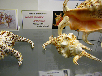 Lambis chiragra arthritica, Tafel