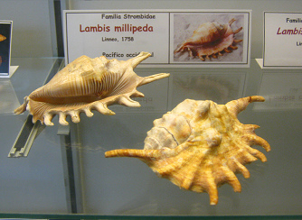 Lambis millipeda, Totale