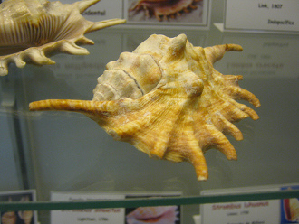 Lambis millipeda, Totale, primer
                                  plano 02