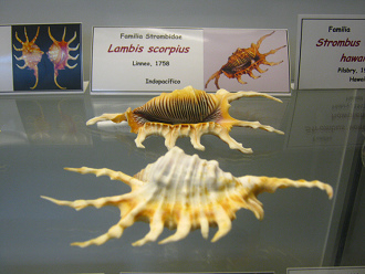 Lambis scorpius