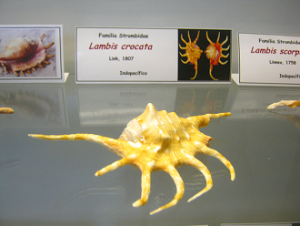 Lambis crocata