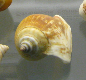 Strombus canarium, primer plano
                                  04