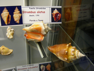 Strombus alatus