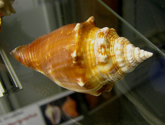 Strombus alatus, primer plano