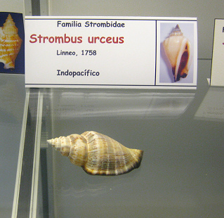Strombus urceus