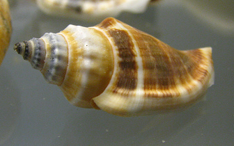 Strombus klineoreum, primer plano
                                  02