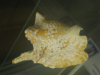 Strombus vomer hawaiensis, primer plano
                          02