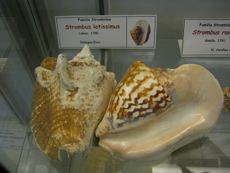 Strombus latissimus 01