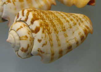 Strombus luhuanus, primer plano