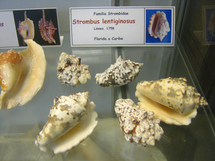 Strombus lentiginosus, Totale