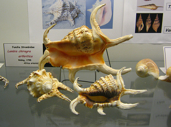 Lambis chiragra arthritica, vista total