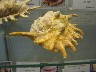 Lambis millipeda, vista total,
                                  primer plano 02