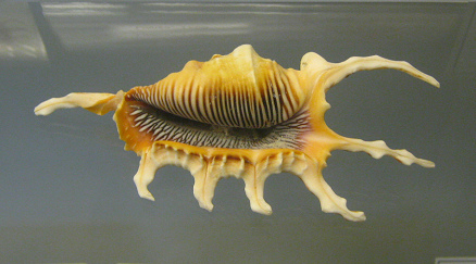 Lambis scorpius, primer plano 02