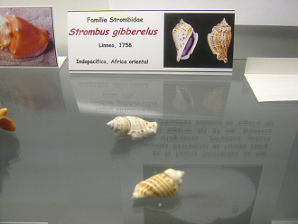 Strombus gibberelus