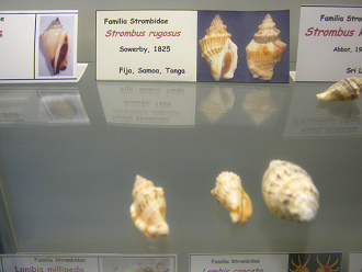Strombus rugosus