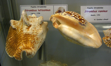 Strombus latissimus, vista total