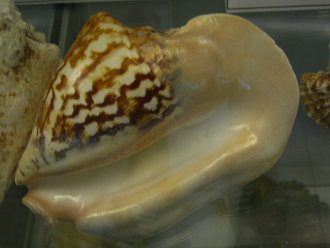 Strombus latissimus, primer plano