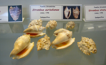 Strombus aurisdianae