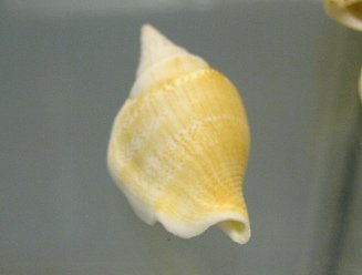 Strombus vitatus vitatus, primer plano