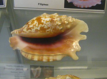 Strombus sinuatus, primer plano 02