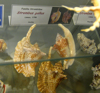 Strombus gallus, placa