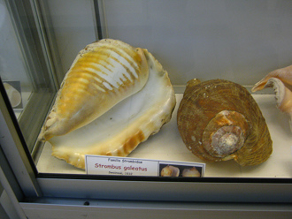 Strombus galeatus