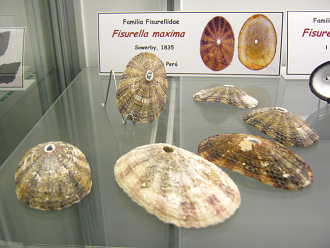 Fissurella maxima