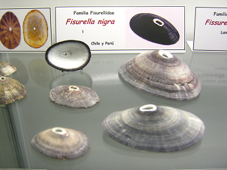 Fissurella nigra