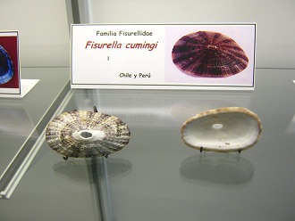 Fissurella cumingi