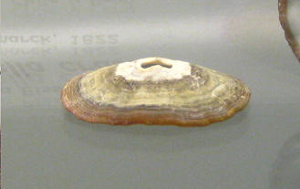 Fissurella crassa, primer plano
                                  02