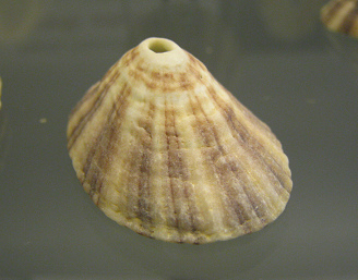 Fissurella nimbosa, primer plano
                                  01