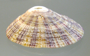 Fissurella picta picta, primer plano 01