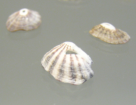 Fissurella picta picta, Nahaufnahme 02,
                          Gruppenfoto