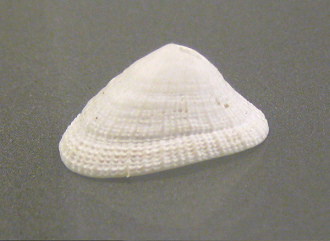 Diodora cayensis, primer plano