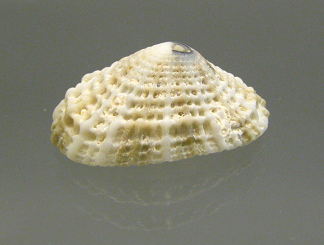 Diodora listeri, primer plano