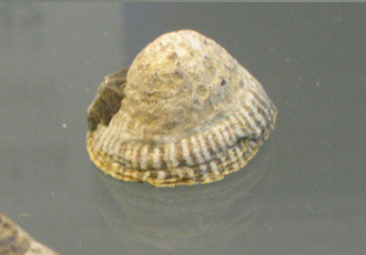 Siphonaria lessoni, primer plano 02