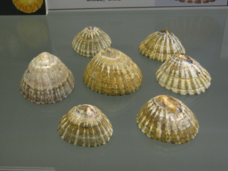 Nacella magellanica, Nahaufnahme
                                  01, Gruppenfoto