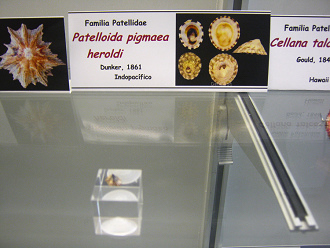 Patelloida pigmaea heroldi