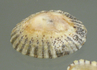 Patella laticostata, primer plano 02