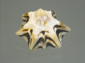 Patelloida saccharina, primer plano