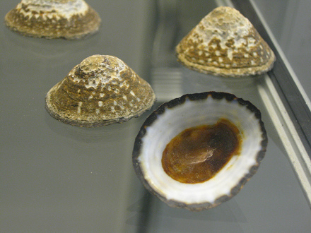 Lottia orbignyi, Nahaufnahme
                                    01, Gruppenfoto