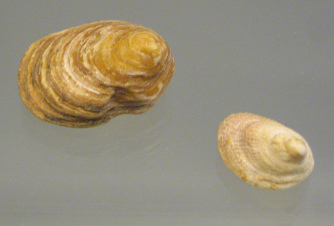 Cheilae equestris, primer plano