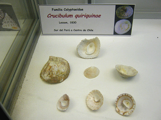 Crucibulum quiriquinae