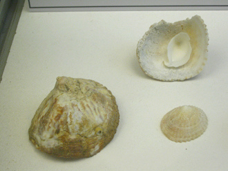 Crucibulum quiriquinae, Nahaufnahme,
                          Gruppenfoto