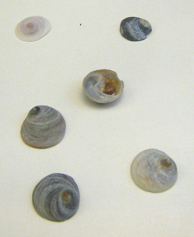 Sigapatella novaezandiae,
                                  Nahaufnahme 01, Gruppenfoto