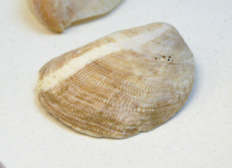 Crepidula fornicata, primer plano
                                  02