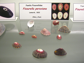 Fissurella nigra, peruviana