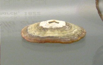 Fissurella crassa, primer plano
                                  02