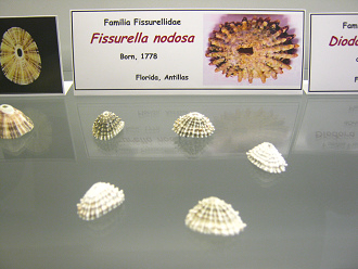Fissurella nodosa