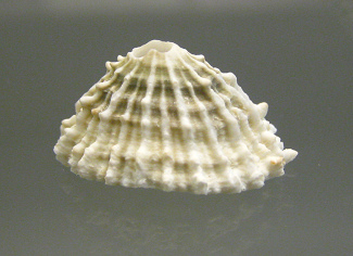 Fissurella nodosa, primer plano